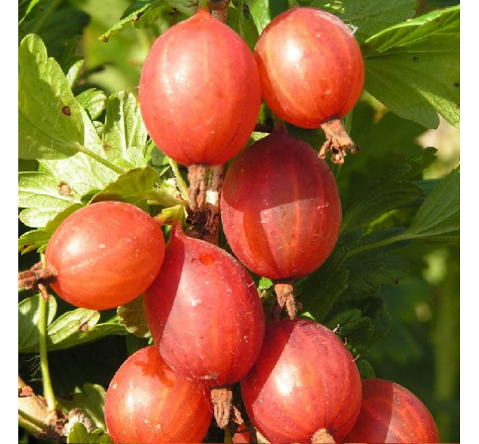 Саженцы крыжовника сорт "Машека", полуупакованные