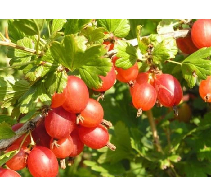 Саженцы крыжовника сорт "Машека", полуупакованные