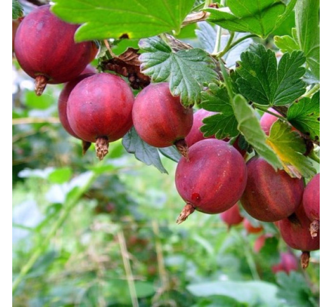 Крыжовник "Сириус" полуупакованный