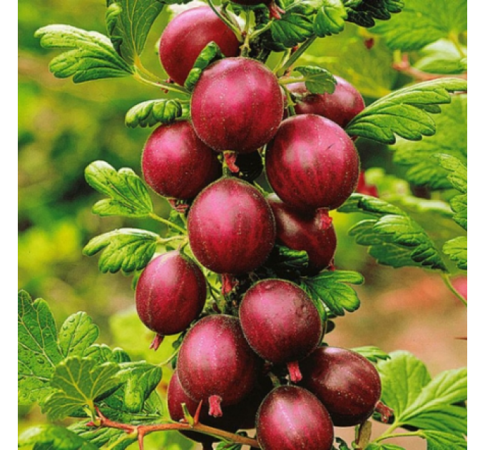 Саженцы крыжовника "Хиннонмаки Ред" красный, с шипами, полуупакованный