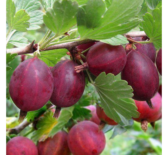 Саженцы крыжовника "Хиннонмаки Ред" красный, с шипами, полуупакованный