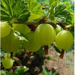 Крыжовник "Уайт смит" в контейнере