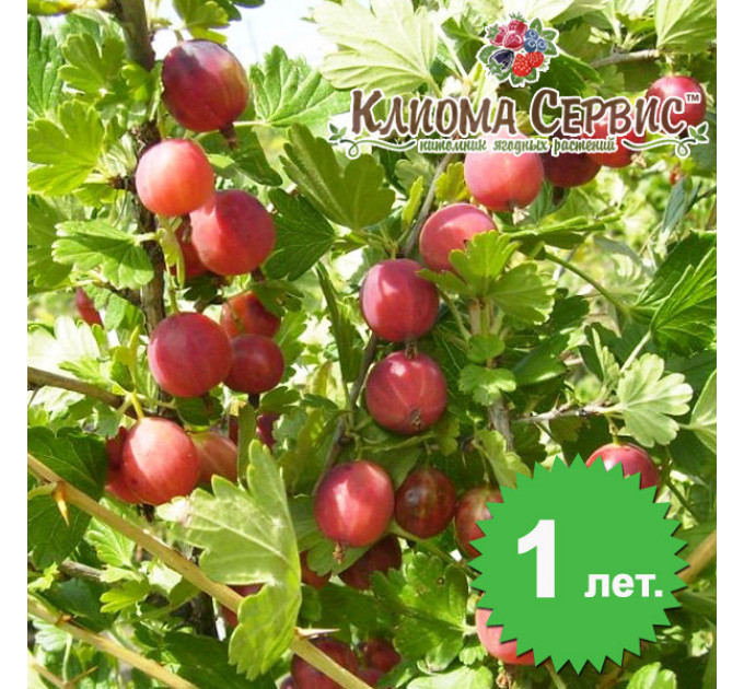 Крыжовник сорт "Сварог", 2лет. в контейнере 0.8 л