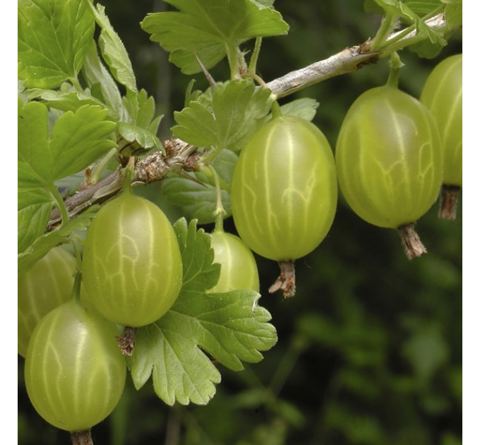 Крыжовник сорт Хиннонмаки Грин (зеленый), полуупакованный