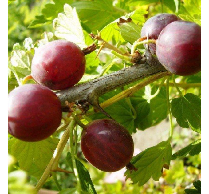 Крыжовник сорт Неслуховский, полуупакованные