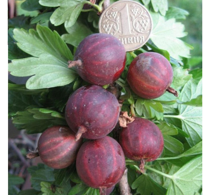 Крыжовник сорт Неслуховский, полуупакованные