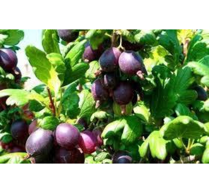 Крыжовник сорт Черноморец, полуупакованные