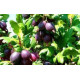 Крыжовник сорт Черноморец, полуупакованные