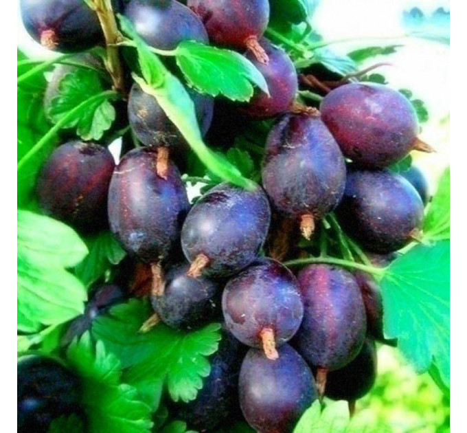 Крыжовник сорт Черноморец, полуупакованные