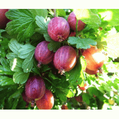 Крыжовник сорт Каменяр, полуупакованные