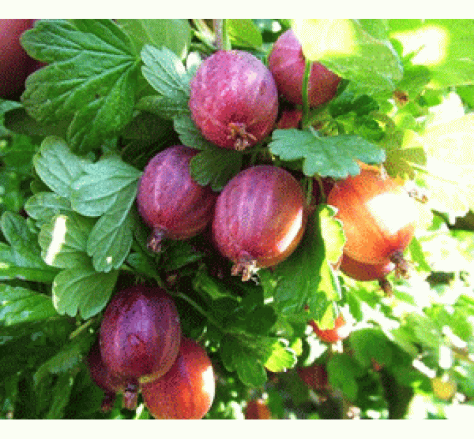 Крыжовник сорт Каменяр, полуупакованные