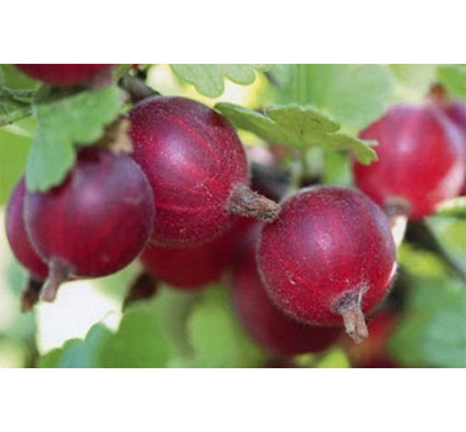 Саженцы крыжовника "Салют"