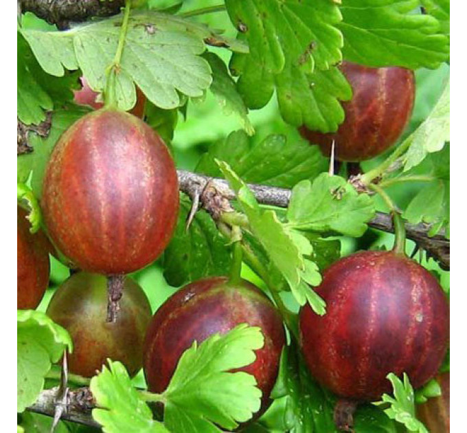 Саженцы крыжовника "Сварог", 1 лет, красный, с колючками, полуупакованный