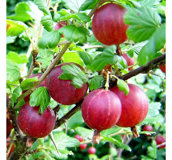 Саженцы крыжовника "Салют"