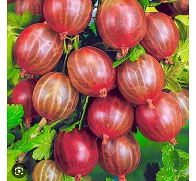 Саженцы крыжовника "Сварог", 1 лет, красный, с колючками, полуупакованный