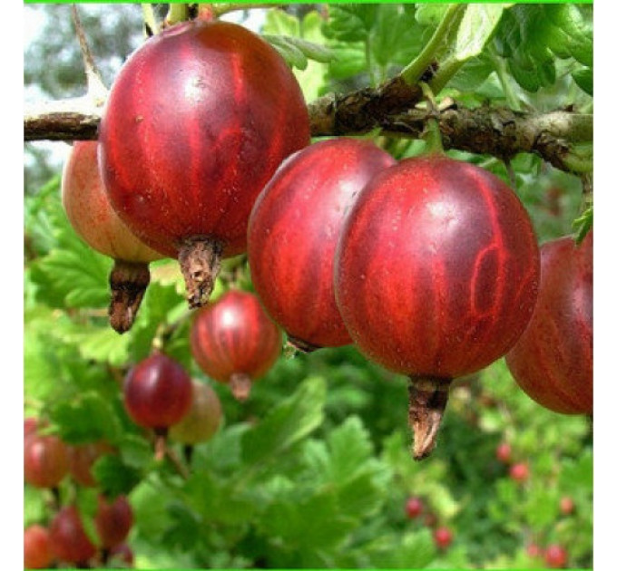 Саженцы крыжовника сорт Машека 1.5 летние, конт. 1.5 л