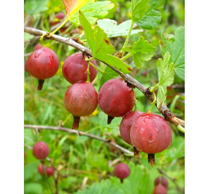 Саженцы крыжовника сорт Машека 1.5 летние, конт. 1.5 л