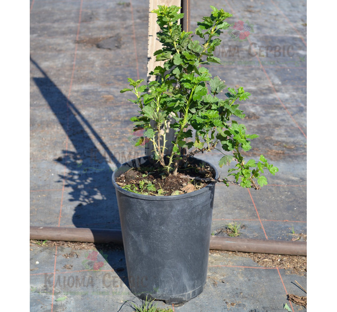 Саженцы крыжовника сорт Машека 1.5 летние, конт. 1.5 л