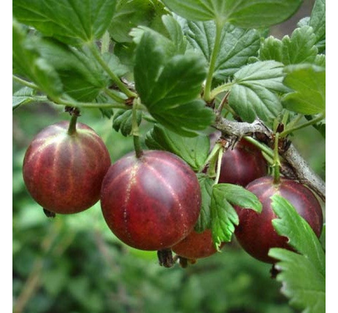 Саженцы крыжовника Оксамит 1 летние, конт. P9