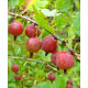 Саженцы крыжовника сорт "Машека" 2 летние, конт. 7 л
