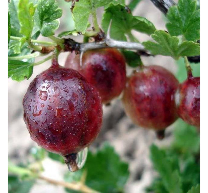 Саженцы крыжовника сорт Спайнфри (бесшипный), полуупакованные