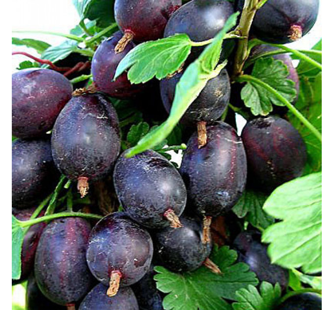 Саженцы крыжовника "Грушенька"