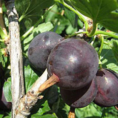 Саженцы крыжовника "Грушенька"