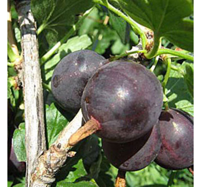 Саженцы крыжовника "Грушенька"