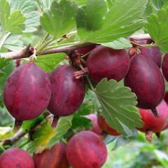 Крыжовник сорт Хиннонмаки Ред (красный) 2 летний, конт. 7 л