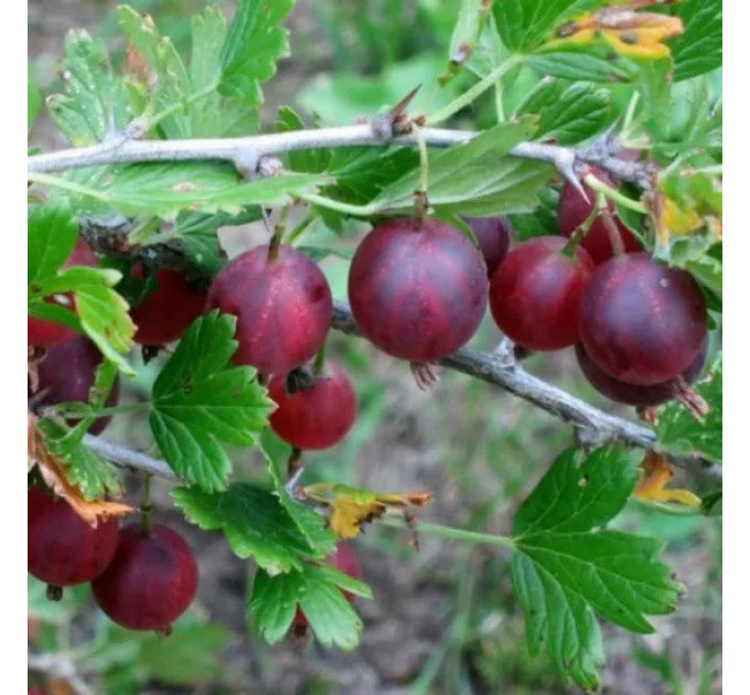 Крыжовник сорт Каптиватор 1 летний, конт. P9