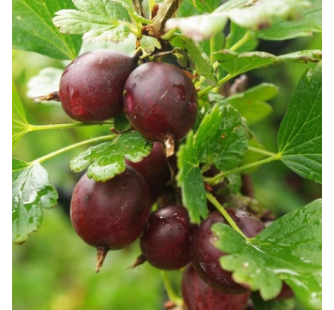 Крыжовник сорт Каптиватор 1 летний, конт. P9