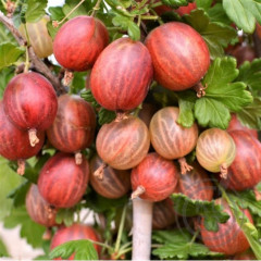 Крыжовник сорт "Ксена" 1 летние P9