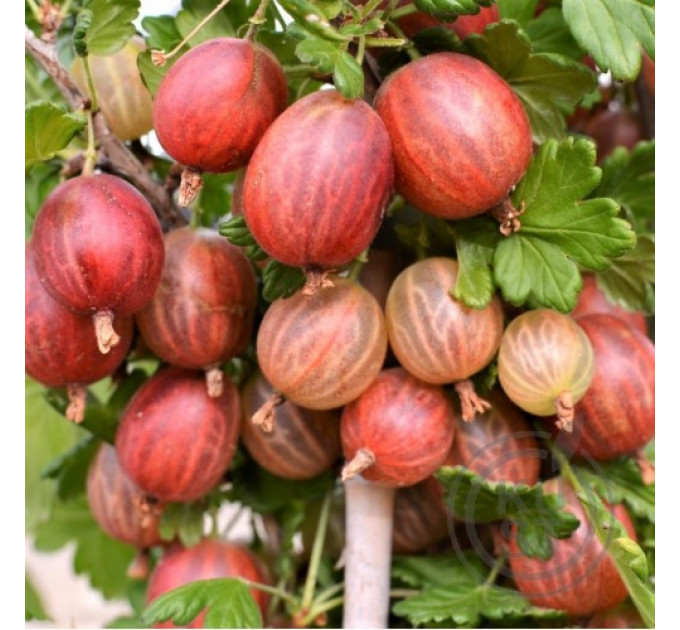 Крыжовник сорт "Ксена" 1 летние P9