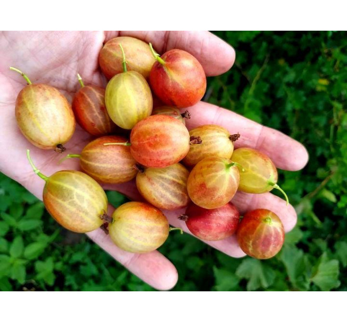 Крыжовник сорт "Ксена" 1 летние P9