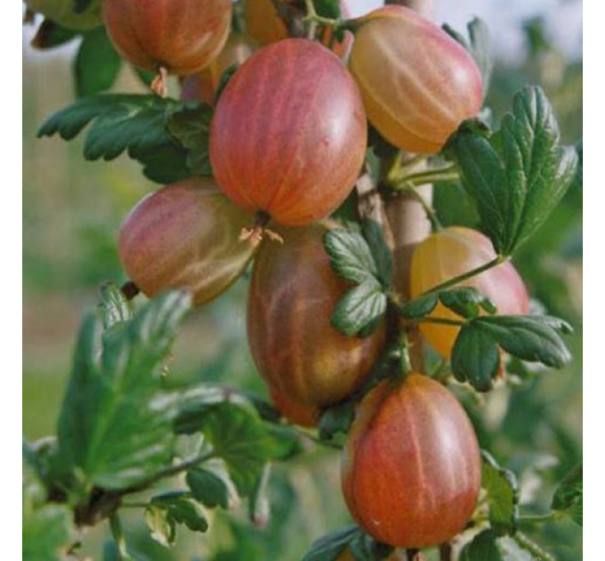 Крыжовник сорт "Ксена" 1 летние P9