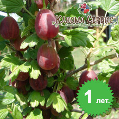 Крыжовник сорт "Бесшипный" 1 летний, полуупакованный