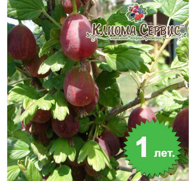 Крыжовник сорт "Бесшипный" 1 летний, полуупакованный