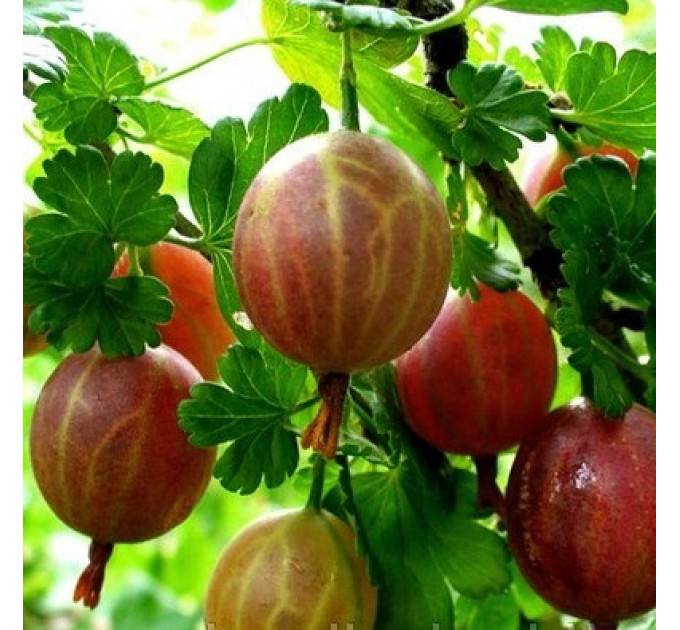 Крыжовник сорт "Бесшипный" 1 летний, полуупакованный