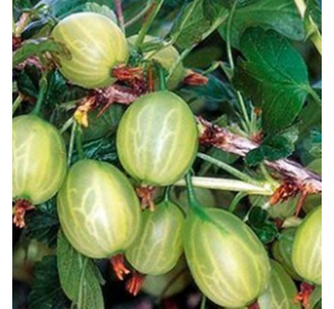 Крыжовник сорт "Инвикта", конт. P9