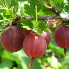 Саженцы крыжовника сорт "Красень", полуупакованные