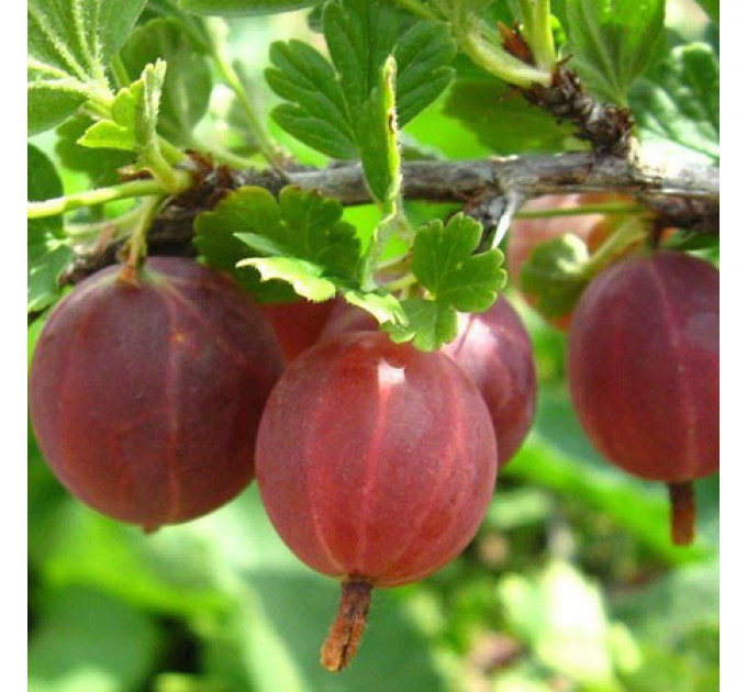 Саженцы крыжовника сорт "Красень", полуупакованные