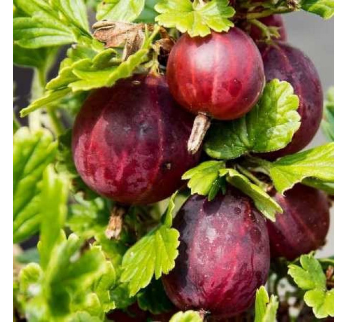 Крыжовник сорт Пакс 1 летний, конт. P9