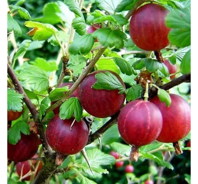 Крыжовник сорт Пакс 1 летний, конт. P9