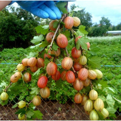 Крыжовник сорт Пакс 1 летний, конт. P9