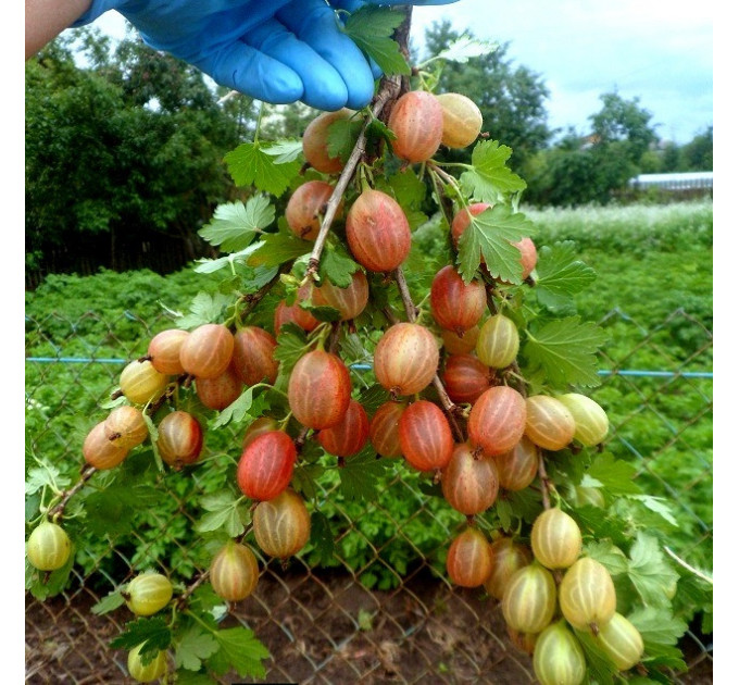 Крыжовник сорт Пакс 1 летний, конт. P9