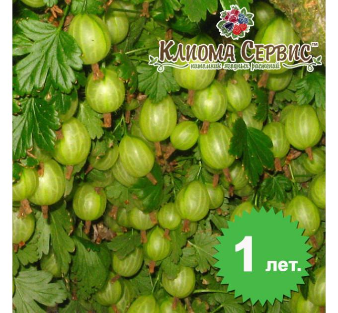 Крыжовник сорт "Инвикта", конт. P9