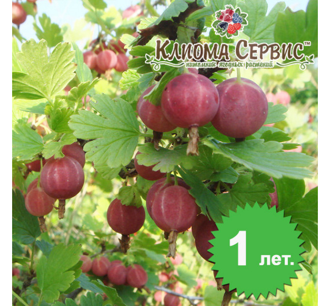 Саженцы крыжовника сорт "Красень", полуупакованные