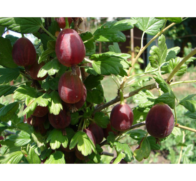 Саженцы крыжовника сорт "Красень", полуупакованные