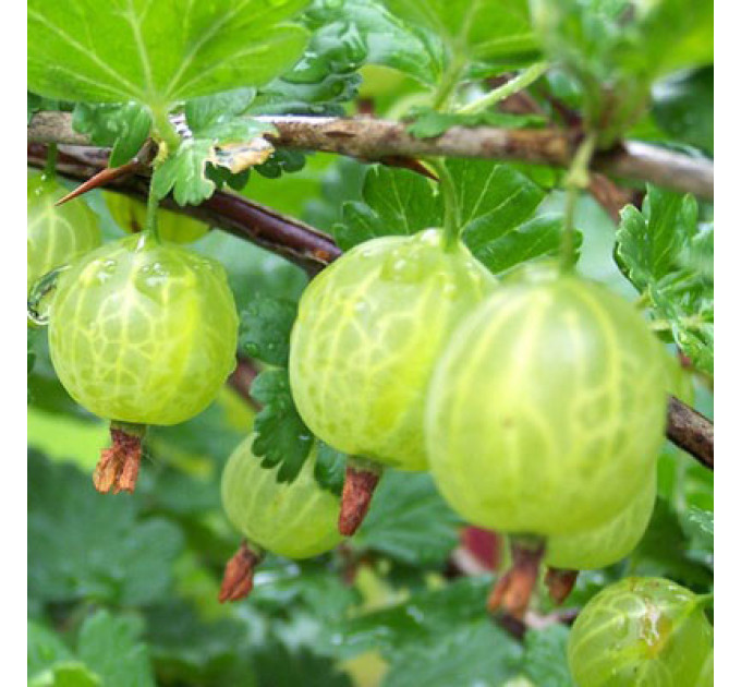 Саженцы крыжовника сорт "Малахит" 2 летние, конт. 7 л