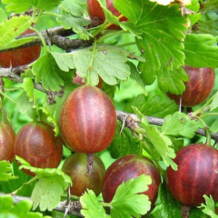 Крыжовник сорт Гранд, контейнер 0.5 л.